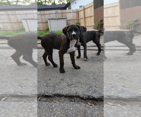 Medium Photo #7 America Bandogge Mastiff Puppy For Sale in JOLIET, IL, USA