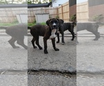 Small #6 America Bandogge Mastiff