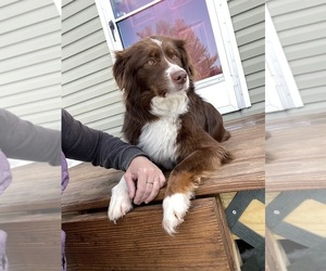 Mother of the Australian Shepherd puppies born on 03/30/2024