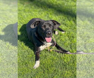 Baxter - Male Labrador Retriever-Unknown Mix Dog for Adoption - Photo #13
