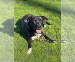Small Photo #13 Labrador Retriever-Unknown Mix Puppy For Sale in San Diego, CA, USA