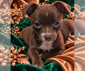 Chihuahua Litter for sale in ANDALUSIA, AL, USA