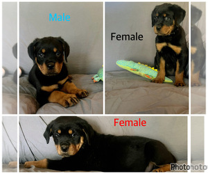 Rottweiler Puppy for sale in AMSTERDAM, MO, USA