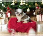Small #10 Shih Tzu