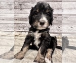 Small #12 Bernedoodle