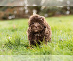 Small Photo #5 ShihPoo Puppy For Sale in WARSAW, IN, USA