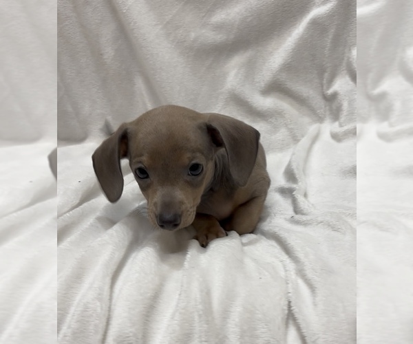 Medium Photo #2 Chiweenie Puppy For Sale in CYPRESS, TX, USA