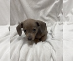 Small #1 Chiweenie