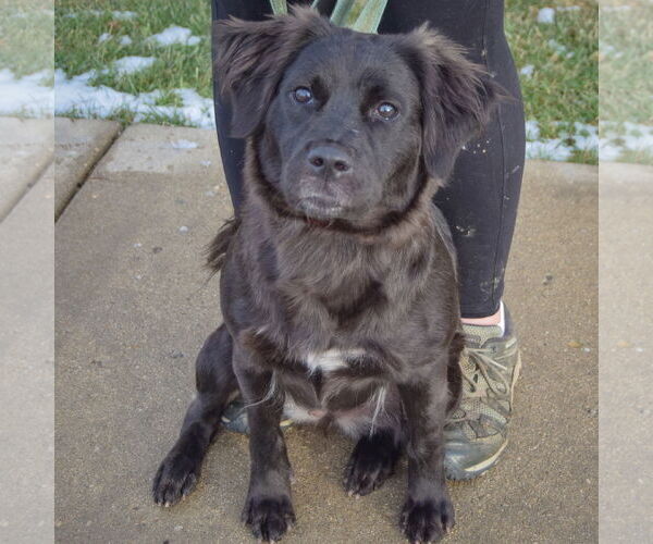 Medium Photo #4 Australian Shepherd-Unknown Mix Puppy For Sale in Huntley, IL, USA