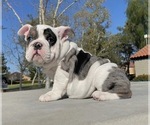 Puppy 1 English Bulldog