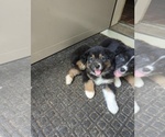 Puppy 5 Australian Shepherd