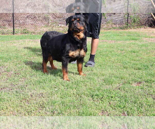 Medium Photo #1 Rottweiler Puppy For Sale in SHELBY, NC, USA