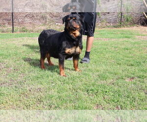 Mother of the Rottweiler puppies born on 05/27/2025