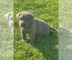 Small #2 Labrador Retriever
