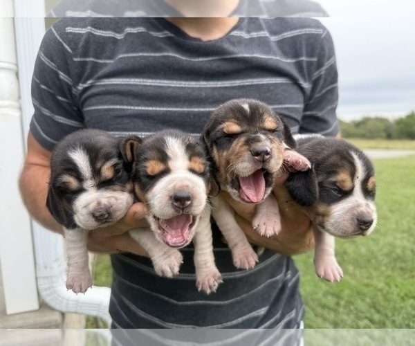 Medium Photo #16 Beagle Puppy For Sale in MCPHERSON, KS, USA