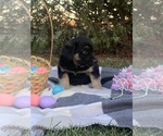 Small Photo #2 Shepradors Puppy For Sale in KOKOMO, IN, USA