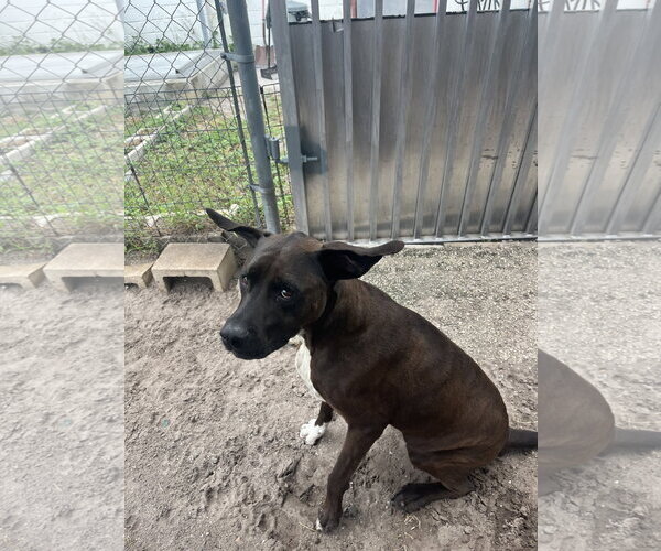 Medium Photo #3 Labrador Retriever-Unknown Mix Puppy For Sale in Sanford, FL, USA