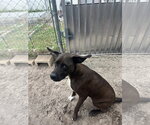 Small #2 Labrador Retriever Mix