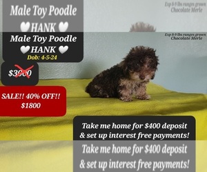 Poodle (Toy) Puppy for sale in TUCSON, AZ, USA