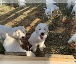Small Photo #11 Komondor Puppy For Sale in GUTHRIE, OK, USA