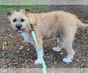 Mutt Dogs for adoption in Bethesda, MD, USA
