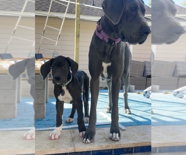 Medium Photo #3 Great Dane Puppy For Sale in WILLIS, TX, USA