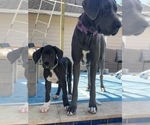 Flo - Female Great Dane Puppy for Sale - Photo #3