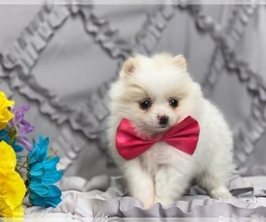 Pomeranian Puppy for sale in LANCASTER, PA, USA