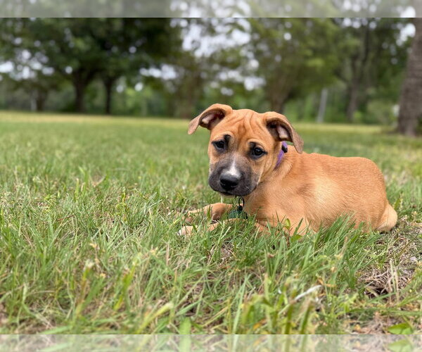 Medium Photo #3 American Pit Bull Terrier-Rhodesian Ridgeback Mix Puppy For Sale in Holly Springs, NC, USA