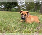 Small #2 American Pit Bull Terrier-Rhodesian Ridgeback Mix