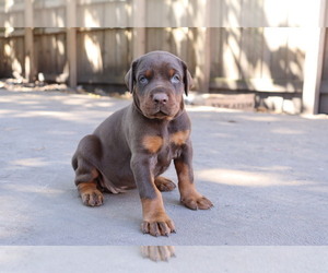 Medium Doberman Pinscher
