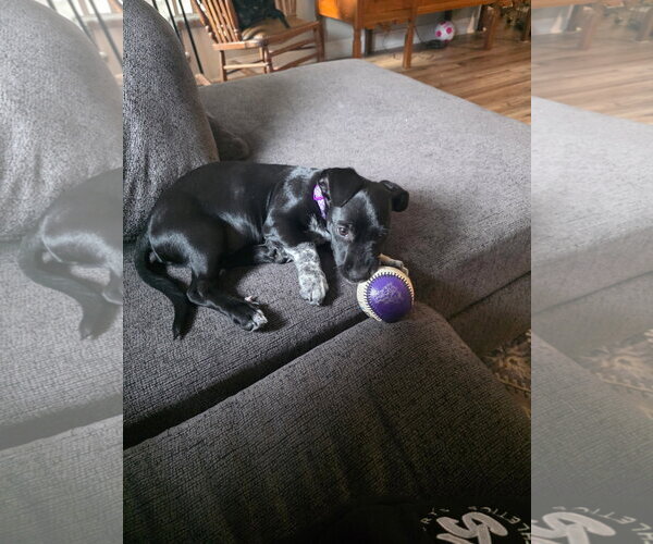 Medium Photo #2 German Shorthaired Pointer-Unknown Mix Puppy For Sale in Virginia Beach, VA, USA