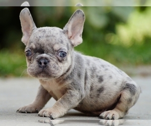 French Bulldog Puppy for sale in NEW YORK, NY, USA