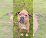 PASCAL - Male Mutt Dog for Adoption - Small photo