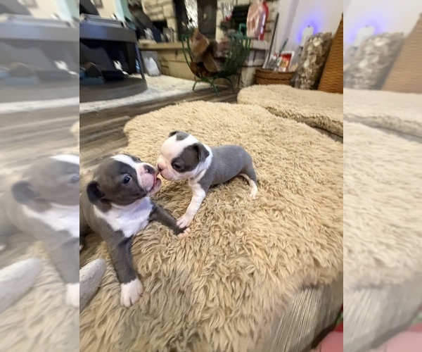 Medium Photo #8 Boston Terrier Puppy For Sale in FREDONIA, KS, USA