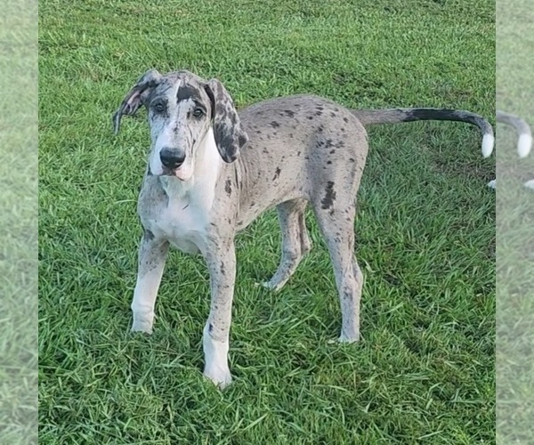 Medium Photo #4 Great Dane Puppy For Sale in DENHAM SPRINGS, LA, USA