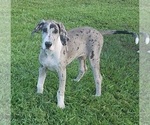 Small #3 Great Dane