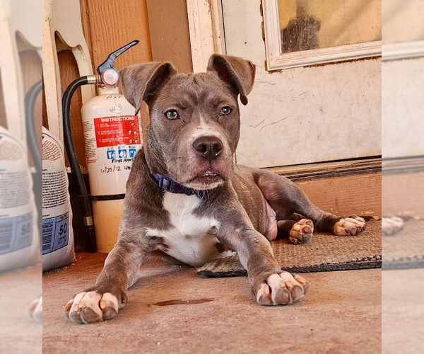 Medium Photo #6 American Pit Bull Terrier-American Staffordshire Terrier Mix Puppy For Sale in Mesa, AZ, USA