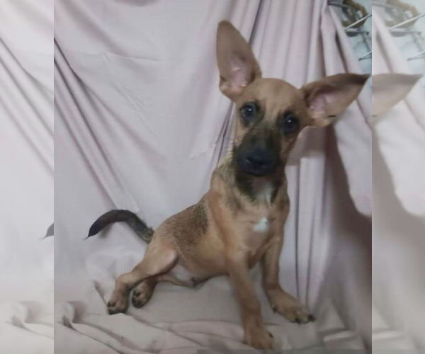 Medium Photo #1 Chihuahua-Unknown Mix Puppy For Sale in Virginia Beach, VA, USA