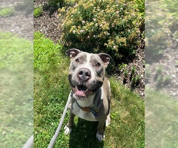 Medium Photo #1 American Pit Bull Terrier Puppy For Sale in Springfield, MA, USA