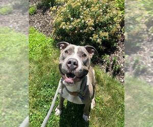 American Pit Bull Terrier Dogs for adoption in Springfield, MA, USA