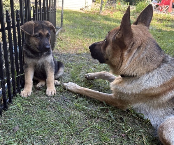 Medium Photo #1 German Shepherd Dog Puppy For Sale in FORT WAYNE, IN, USA