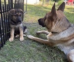 Small Photo #1 German Shepherd Dog Puppy For Sale in FORT WAYNE, IN, USA