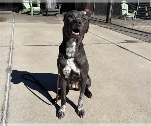 Medium Photo #1 American Pit Bull Terrier-Unknown Mix Puppy For Sale in Denver, CO, USA