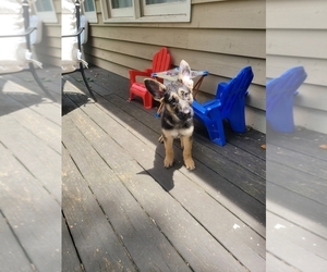 German Shepherd Dog Puppy for Sale in STATESVILLE, North Carolina USA