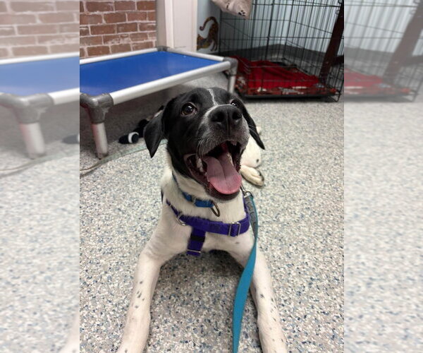 Medium Photo #4 Pointer-Unknown Mix Puppy For Sale in Sayreville, NJ, NJ, USA