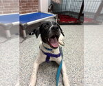 Small Photo #4 Pointer-Unknown Mix Puppy For Sale in Sayreville, NJ, NJ, USA