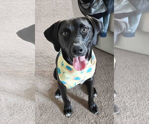 Jag - Male Labrador Retriever-Unknown Mix Dog for Adoption - Photo #4