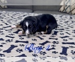 Small Photo #55 Australian Shepherd Puppy For Sale in SALISBURY, NC, USA