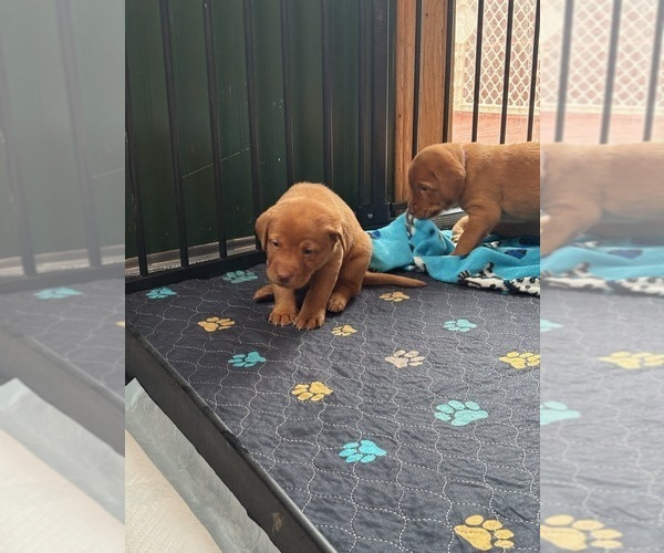 Medium Photo #3 Labrador Retriever Puppy For Sale in BUFFALO, NY, USA